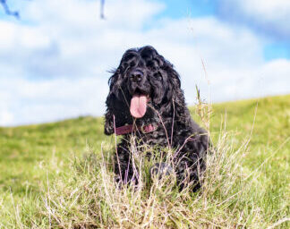 Ebony in Grass